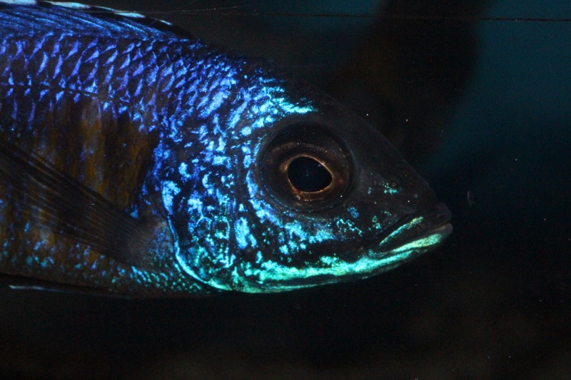 Copadichromis verduyni 'Lundo Island'
